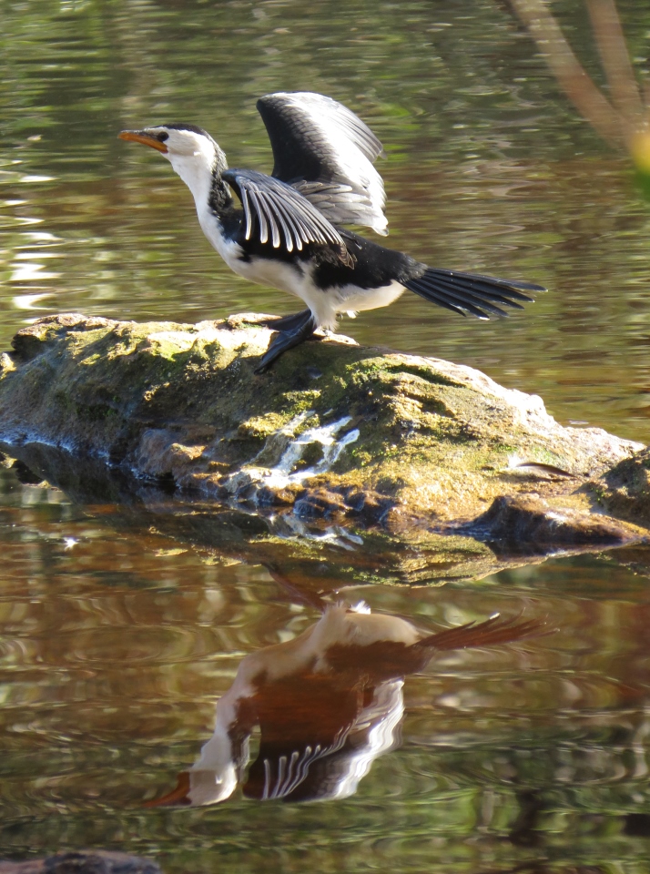 pied cormorant, dunns swamp